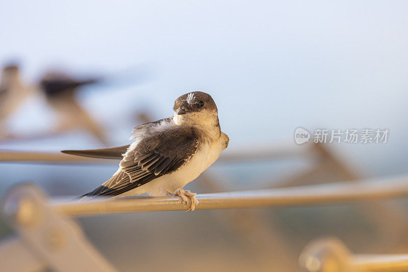 谷仓燕子(Hirundo rustica)在我的窗口靠近。躺在我的衣架上